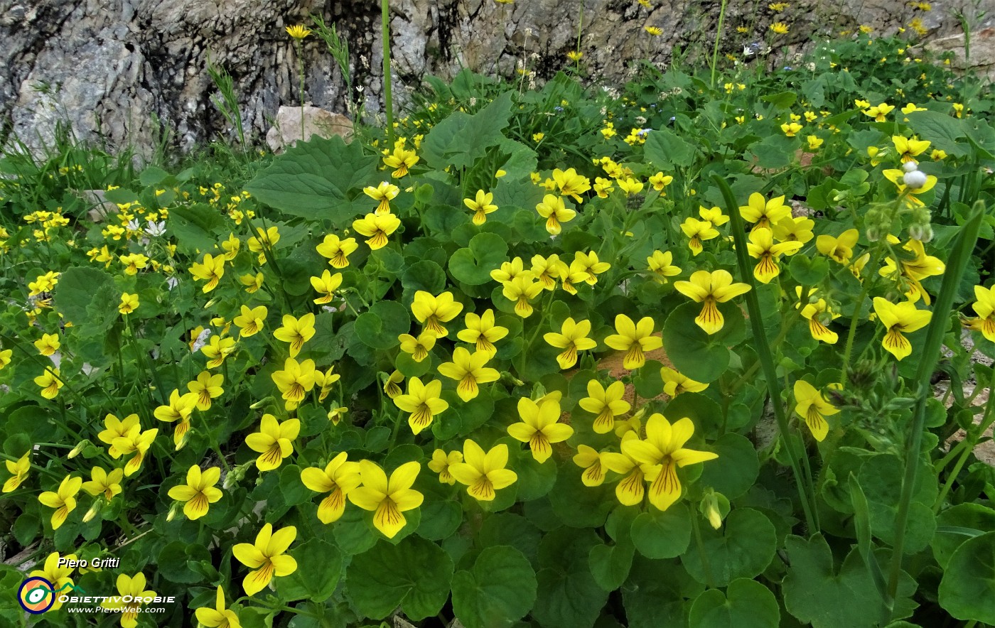 39 Tra i macereti del Mandrone estese fioriture di Viola gialla (Viola biflora).JPG